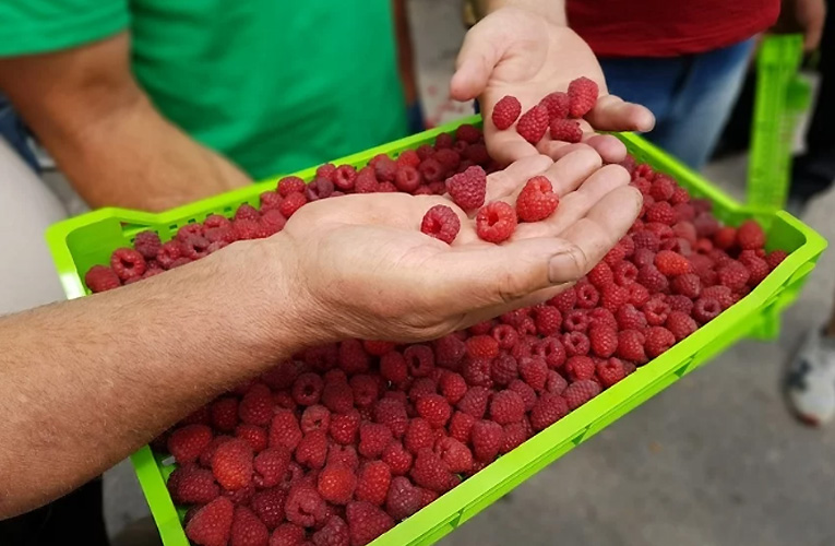 maline