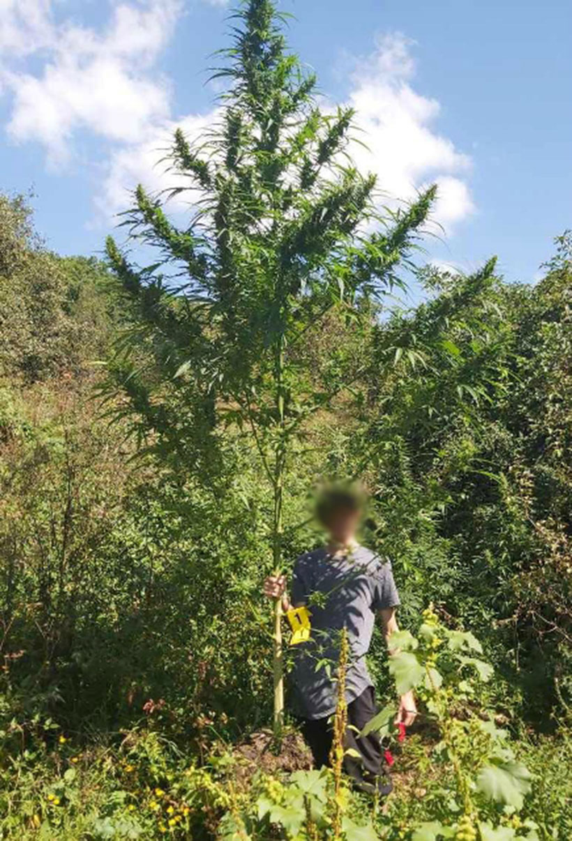 droga marihuana travnik