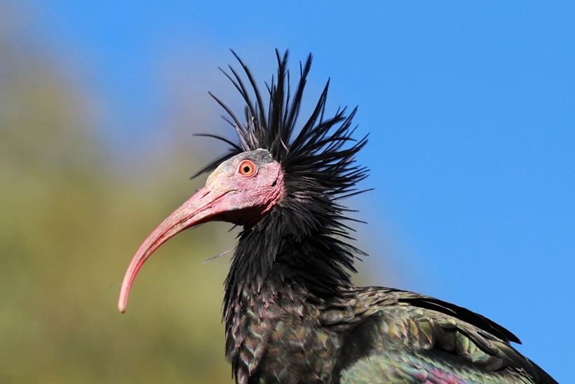 Adult-Bird-Portrait-Copyright-Waldrappteam-LIFE-Northern-Bald-Ibis.jpg