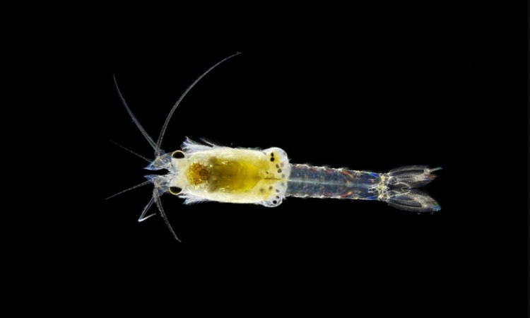 1806Heteromysis_schoenbrunnensis_-_Copyright_Helmuth_Goldammer_II.jpg