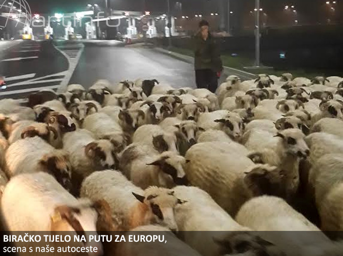 ovce-na-autocesti